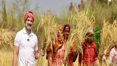 Rahul Gandhi Video: अचानक खेत में पहुंचे राहुल गांधी, गमछा बांधा और शुरू कर दी धान कटाई