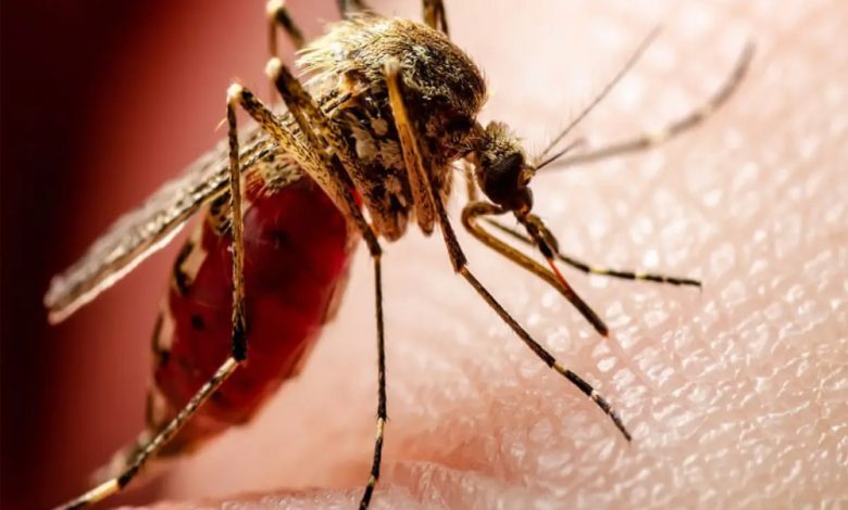 Rajasthan Dengue Case: राजस्थान में डेंगू का कहर, 12 हजार के पार पहुंची मरीजों की संख्या, स्वास्थ्य विभाग में मचा हड़कंप