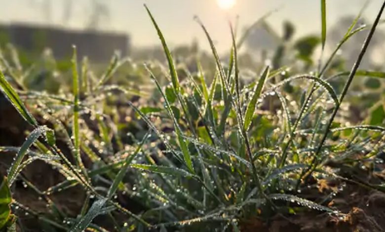 Rajasthan Weather Update: जयपुर-चूरू में सीजन का सबसे कम तापमान, 3 डिग्री और गिर सकता है पारा