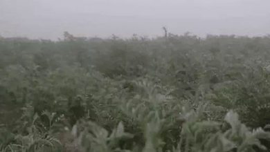 Rajasthan Weather Update: जैसलमेर में रहा सीजन का सबसे ठंडा दिन, जानें आगे कैसा रहेगा मौसम का हाल